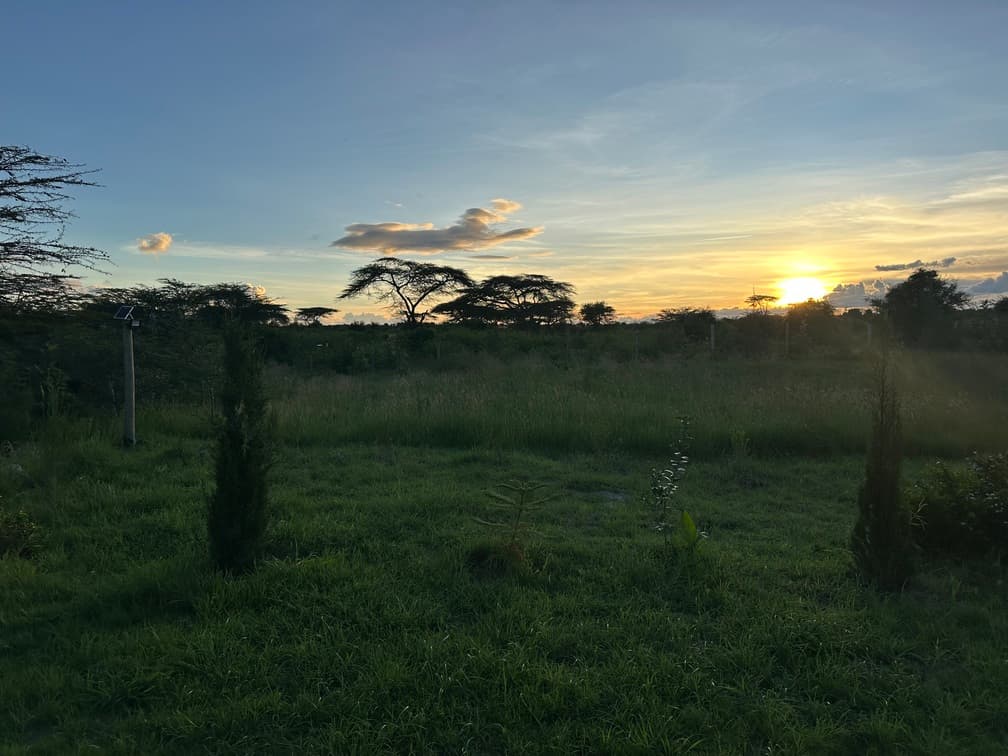 Twiga View 31